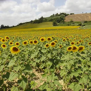 Tenuta Di Colle Alberti Agriturismo Alloggio per agriturismo